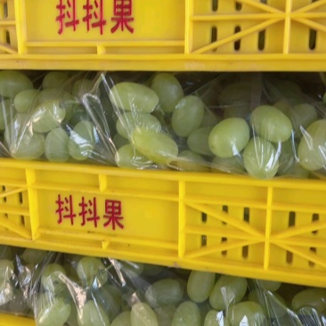 河北衡水维多利亚葡萄清甜可口量大从优价格美丽质量**