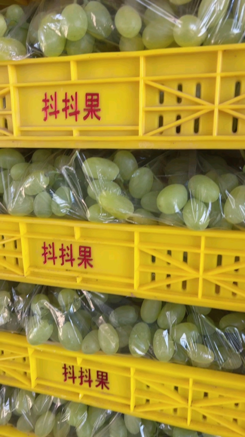 河北衡水维多利亚葡萄清甜可口量大从优价格美丽质量**