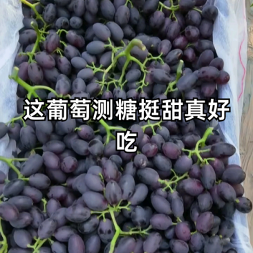 紫甜无核A17葡萄黑提葡萄超市货电商货市场货
