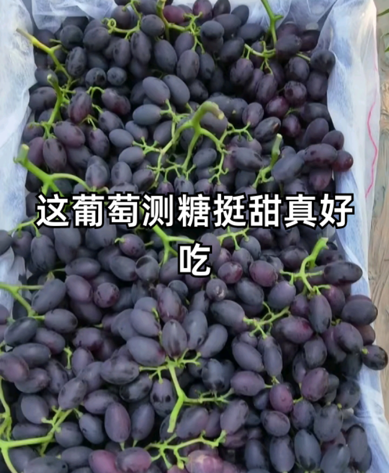 紫甜无核A17葡萄黑提葡萄超市货电商货市场货