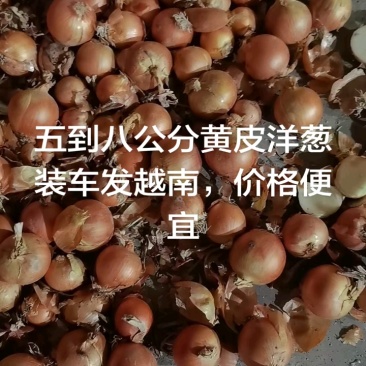 冷库到期，便宜处理黄皮洋葱，一手货源。山东金乡