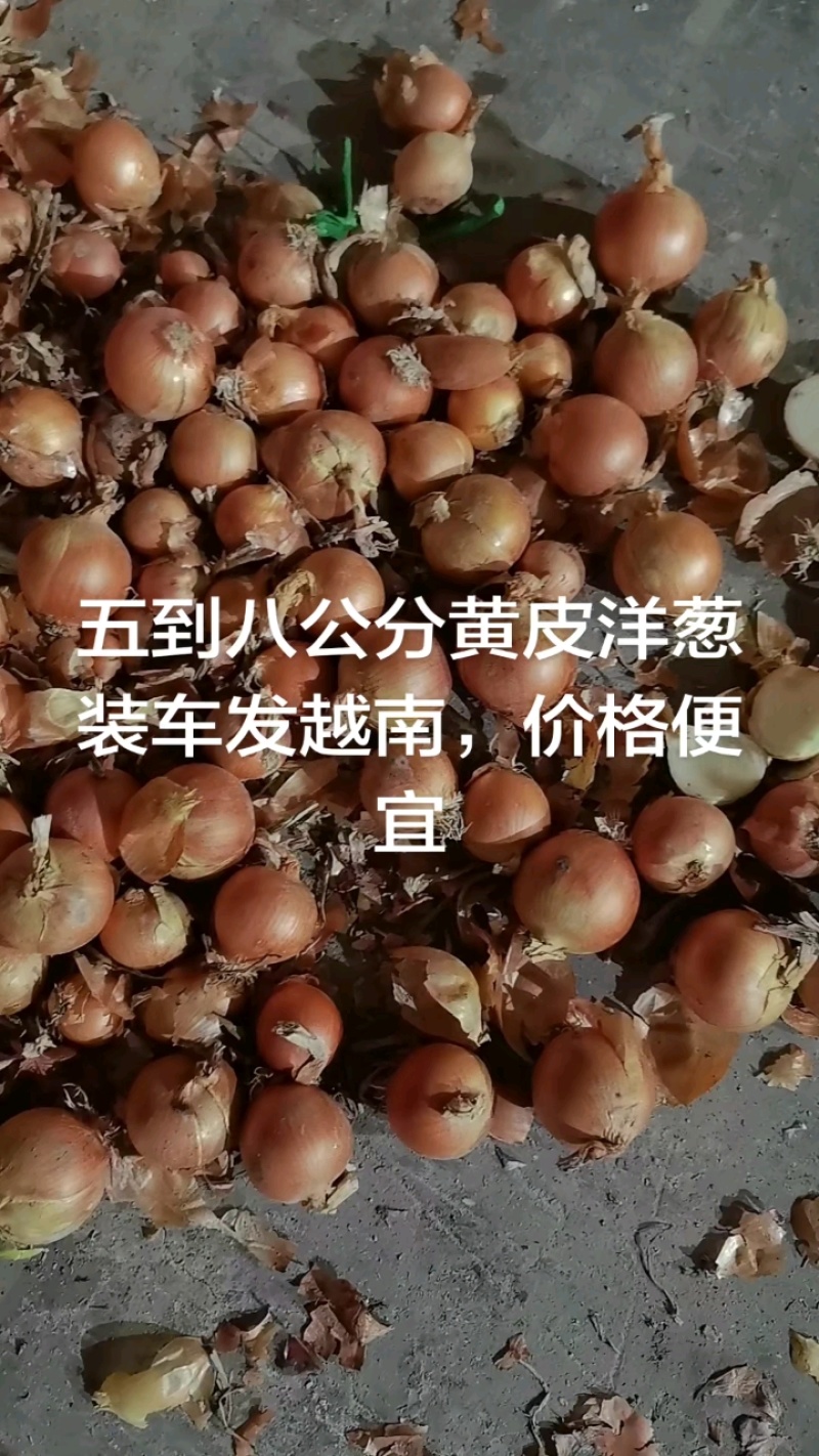 冷库到期，便宜处理黄皮洋葱，一手货源。山东金乡