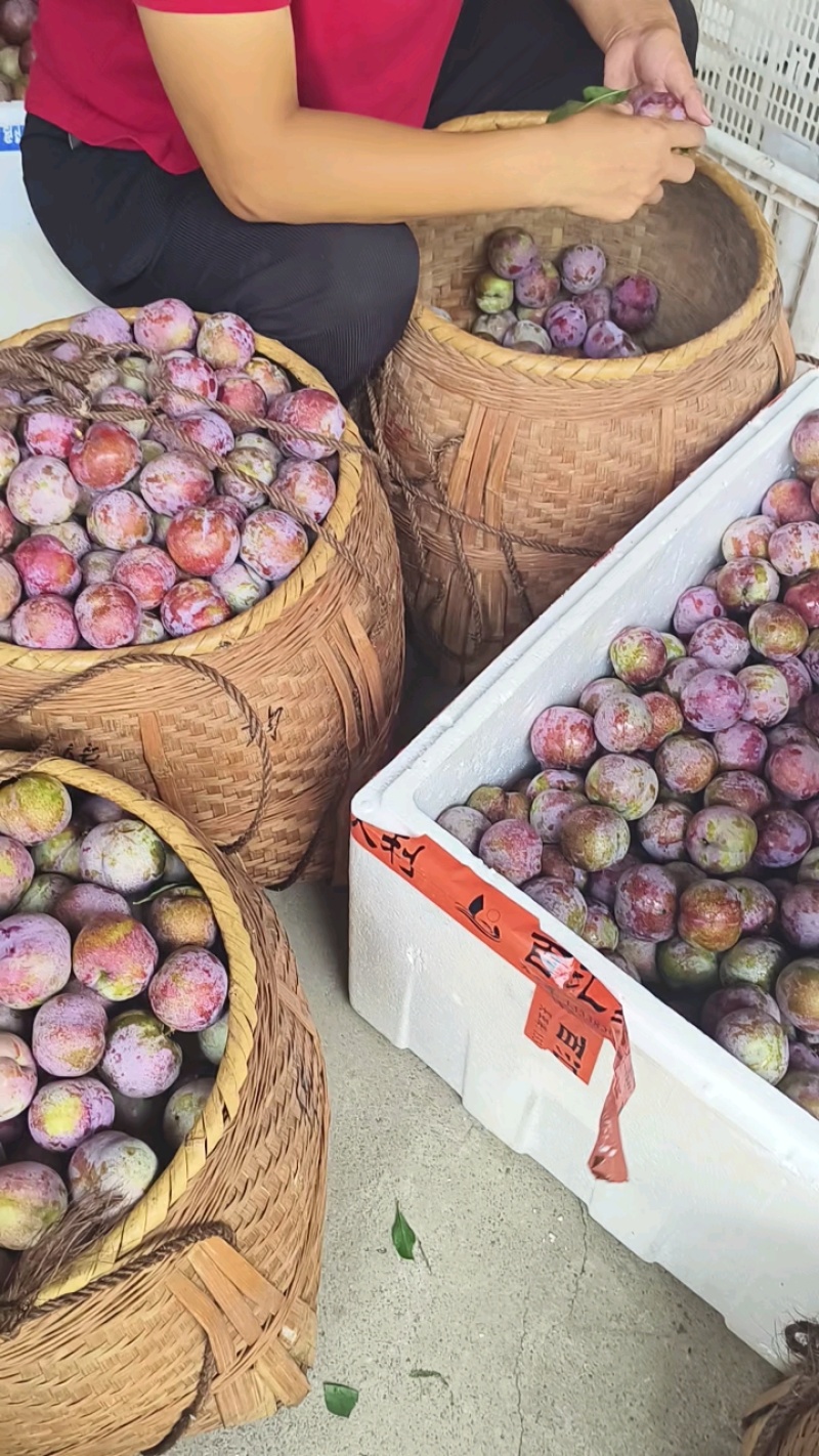 福建芙蓉李子，专业对接电商果市场果，产地直发。量大从优。