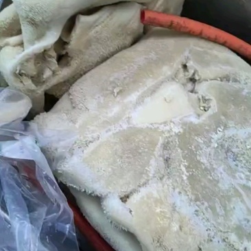 10分熟牛肚左白水煮河北石家庄可按要求定制诚信为本。
