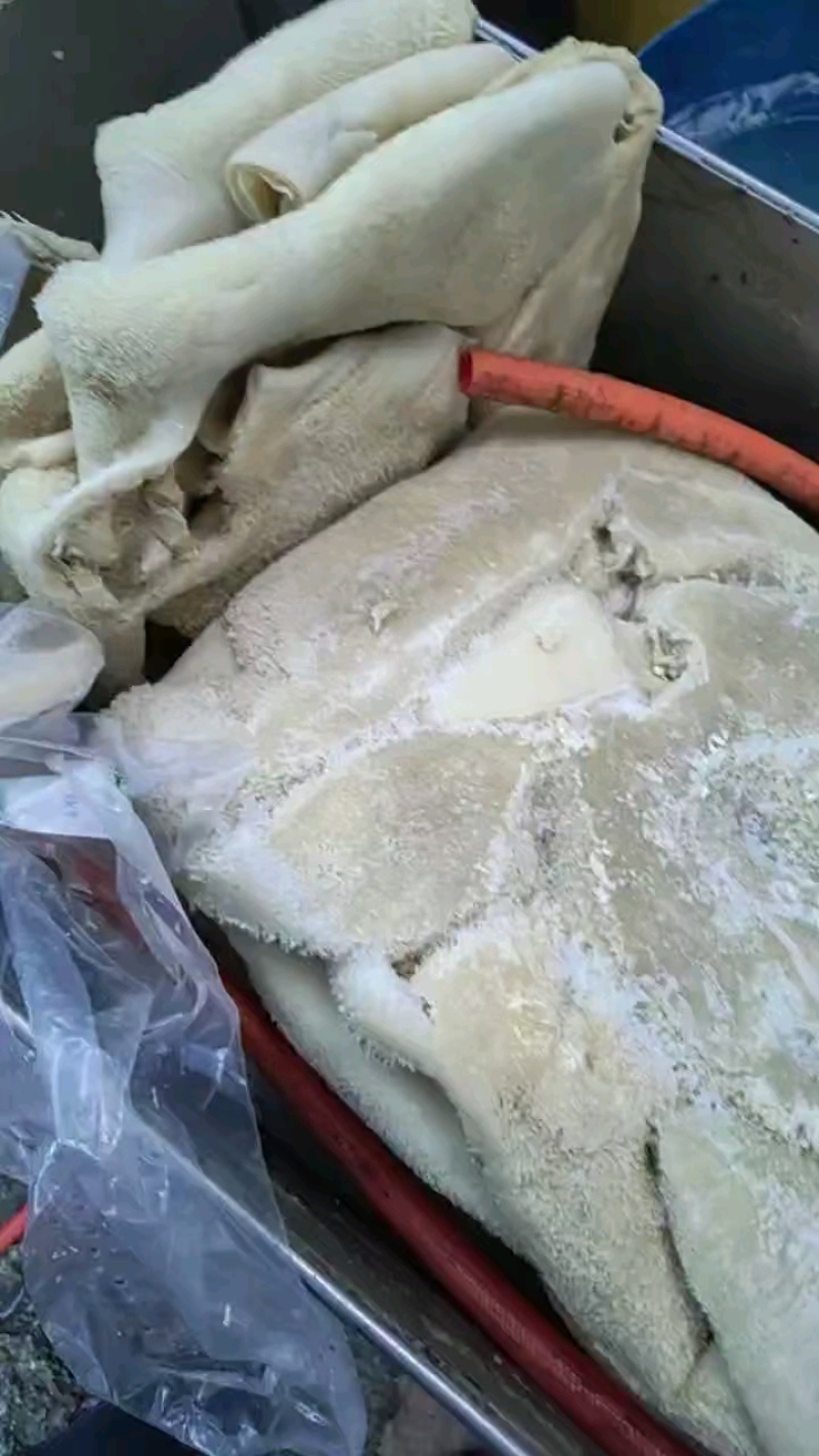 10分熟牛肚左白水煮河北石家庄可按要求定制诚信为本。