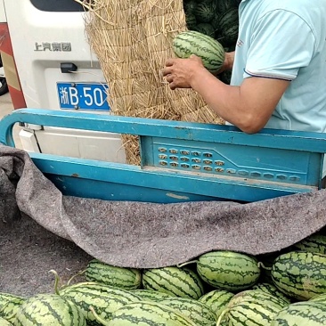 小糖丸西瓜大量上市中口感甜质量好，产地直发保熟保甜