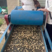 新鲜花生原产地直销白沙系大量有货量大从优
