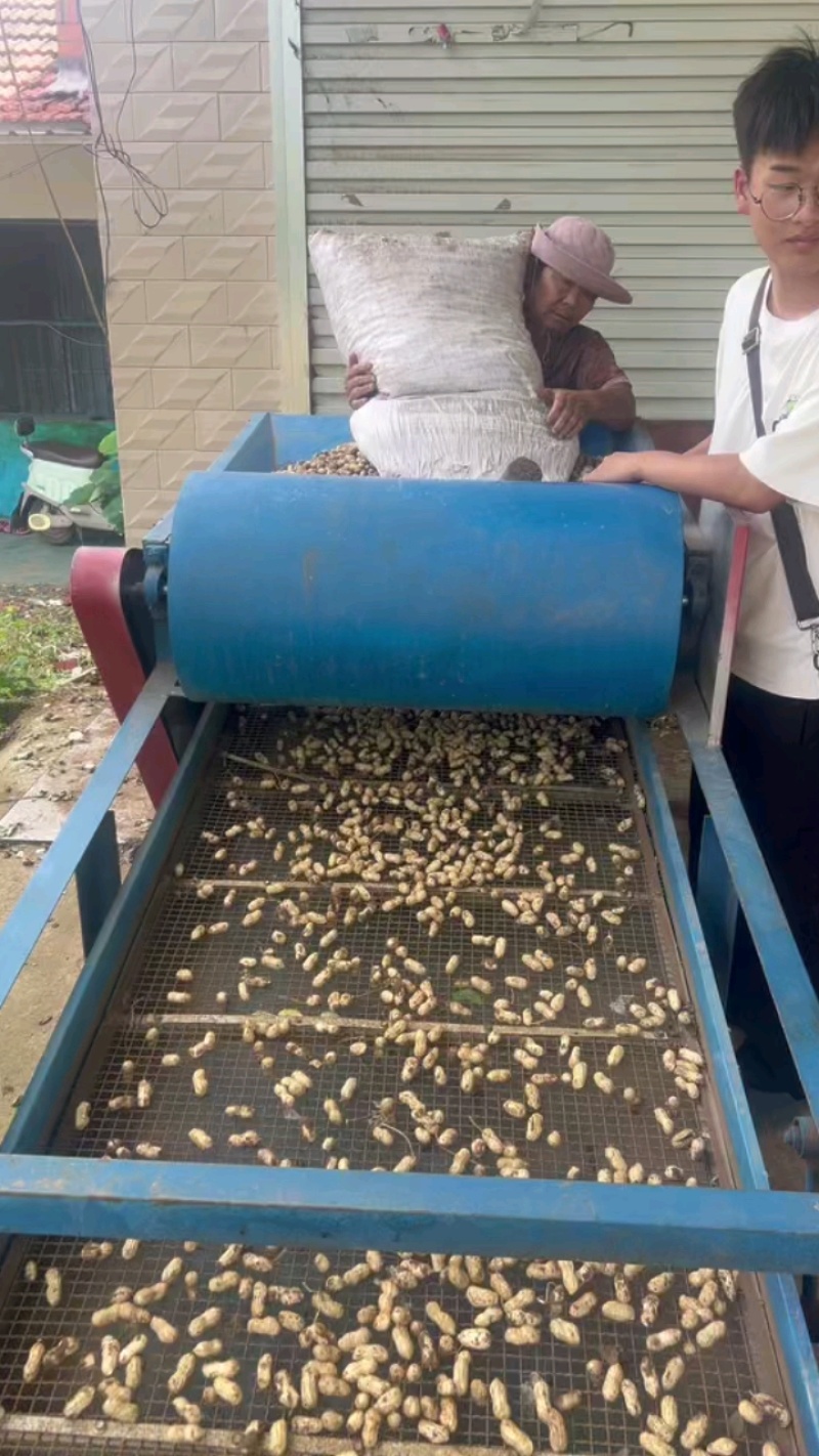 新鲜花生原产地直销白沙系大量有货量大从优