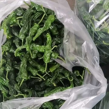 小邹皮辣椒产地大量有货，保质保量，欢迎咨询订购。