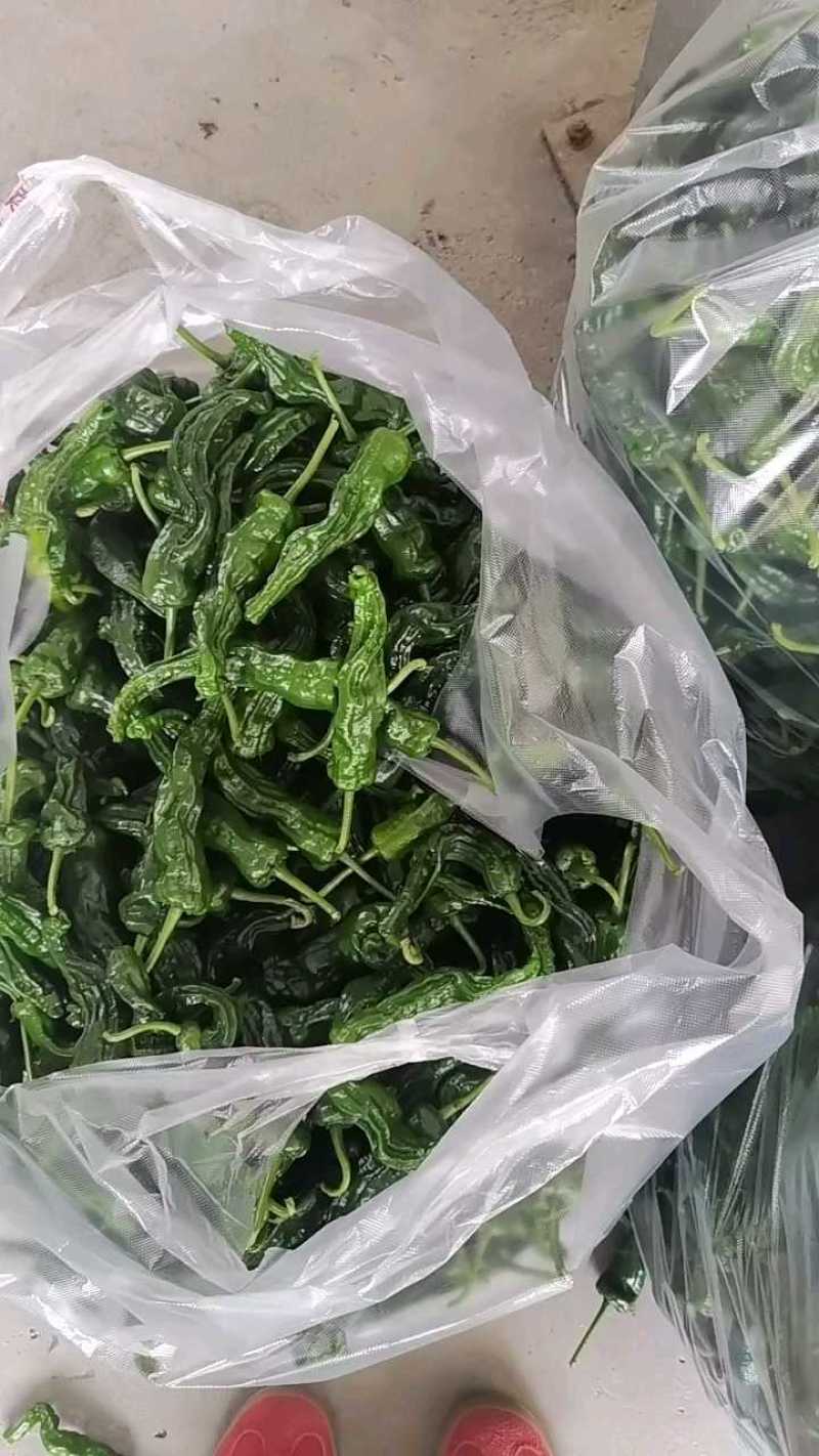 小邹皮辣椒产地大量有货，保质保量，欢迎咨询订购。