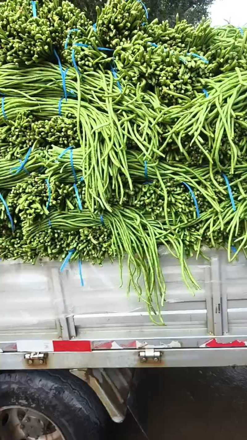 精品豆角均匀有量，质量可靠，欢迎联系