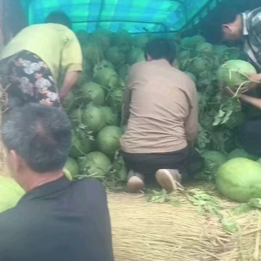东明优质西瓜，品种多样，质量好，新红宝皮毛靓，预售！预售