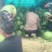 东明优质西瓜，品种多样，质量好，新红宝皮毛靓，预售！预售