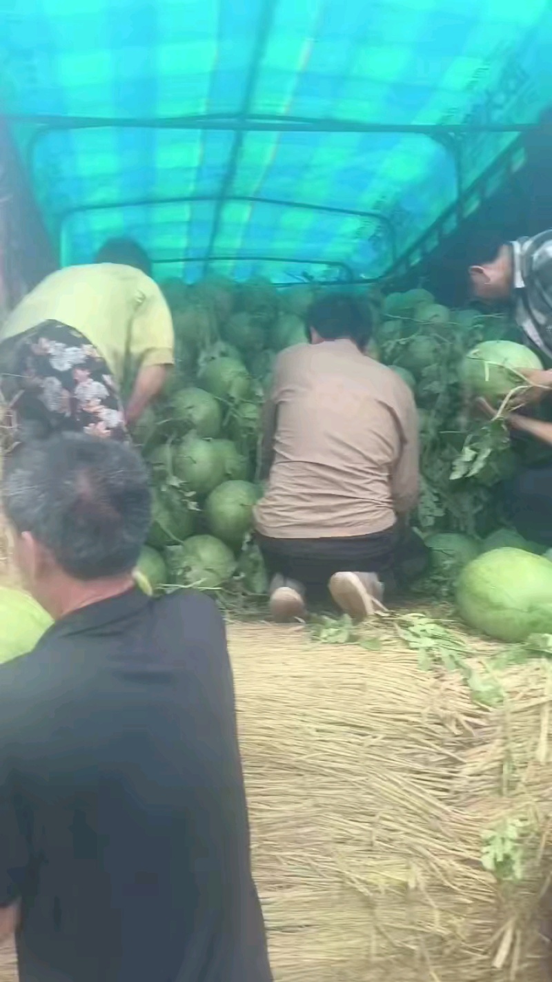 东明优质西瓜，品种多样，质量好，新红宝皮毛靓，预售！预售