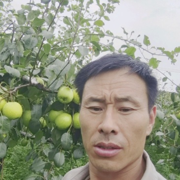 山东临沂费县青皮梨无核无渣大量供应