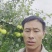 山东临沂费县青皮梨无核无渣大量供应