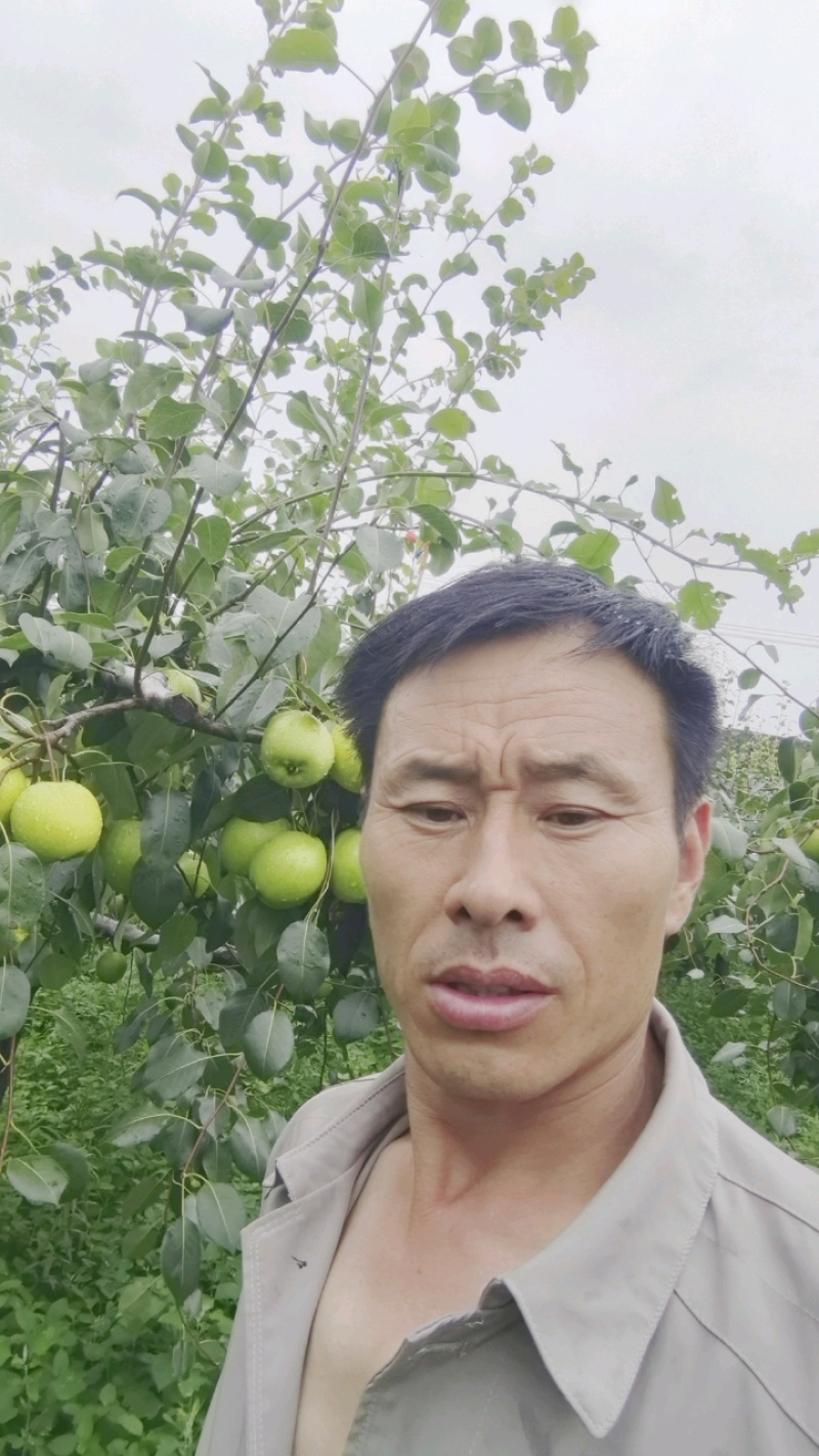 山东临沂费县青皮梨无核无渣大量供应