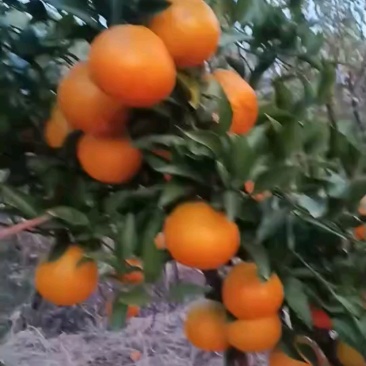 柑桔