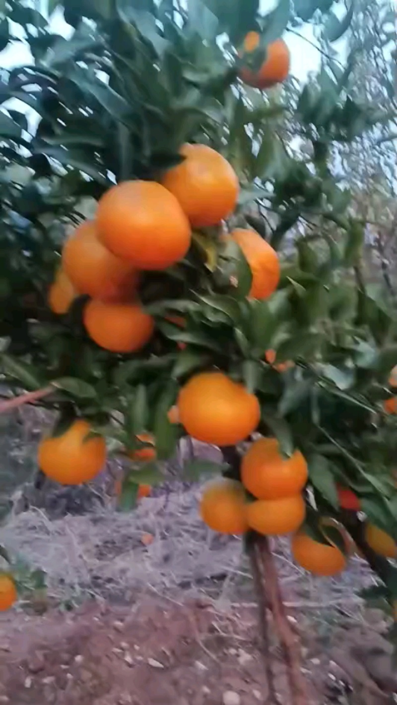 柑桔