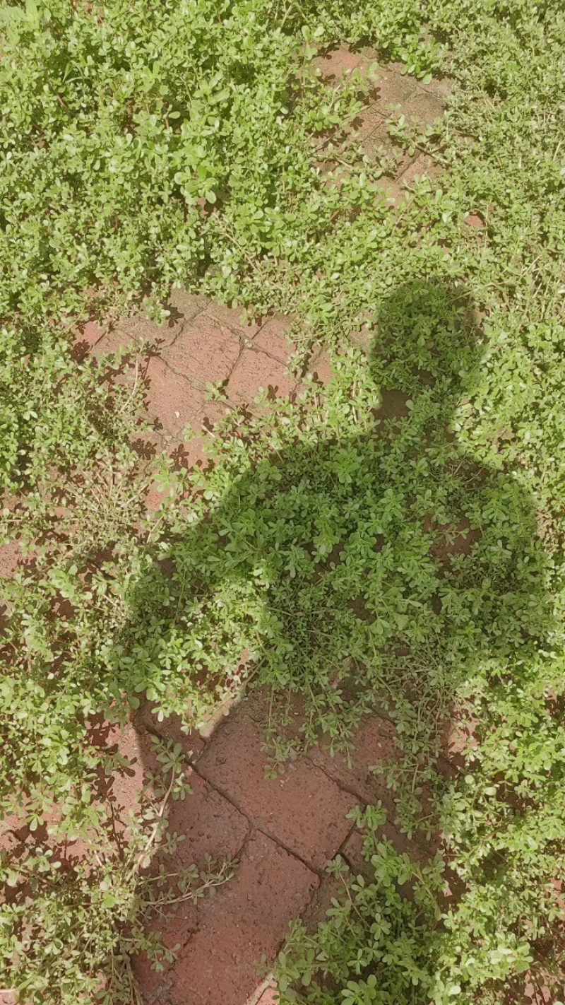 野生马齿菜