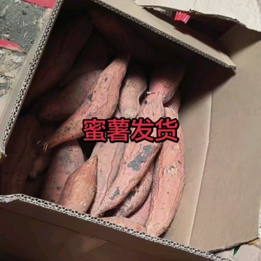 蜜薯，烤着蒸着吃都是流油蜜薯，产地直销价格便宜