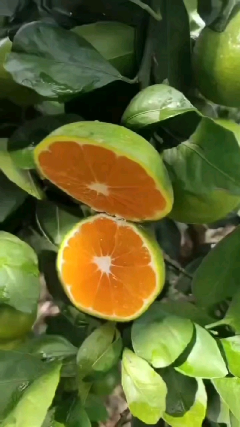 精品蜜橘，特早蜜橘叶果，丑橘基地批发看货采果价格优惠