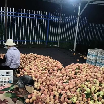 精品突围毛桃产地直发量大价优货源充足欢迎联系