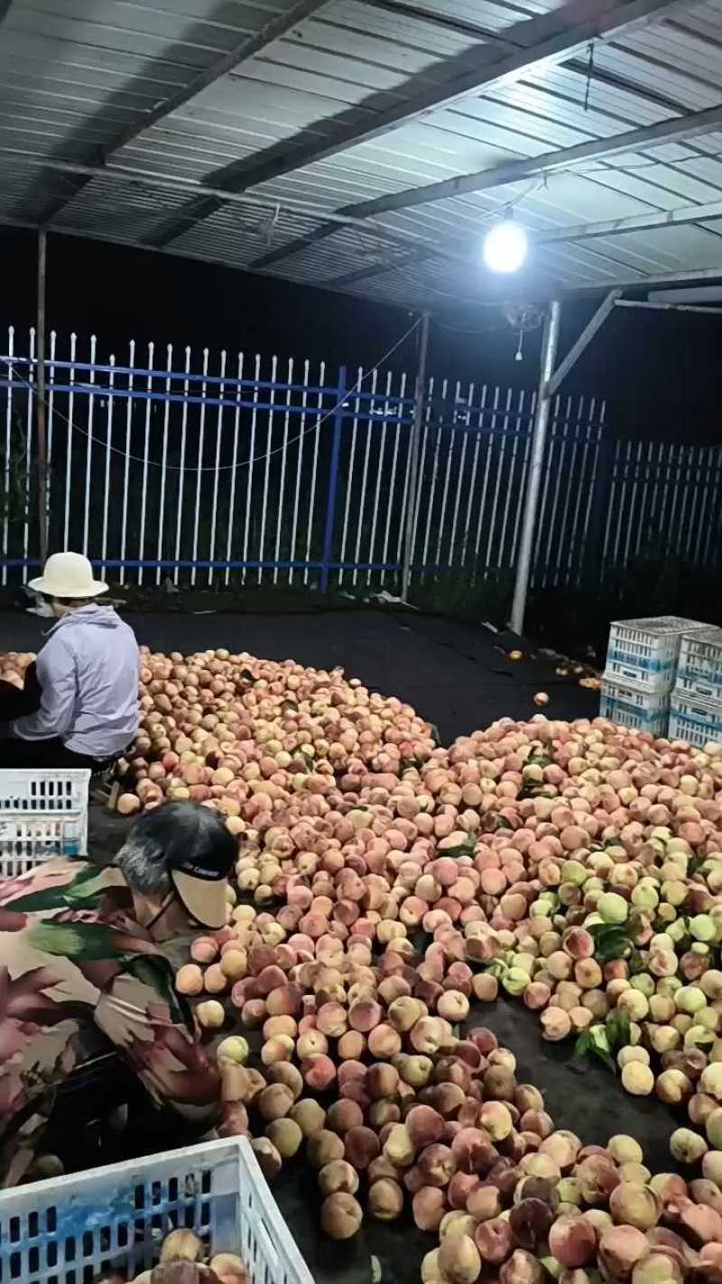 精品突围毛桃产地直发量大价优货源充足欢迎联系