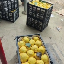 精品翠冠梨6两往上，现摘新鲜全国代发