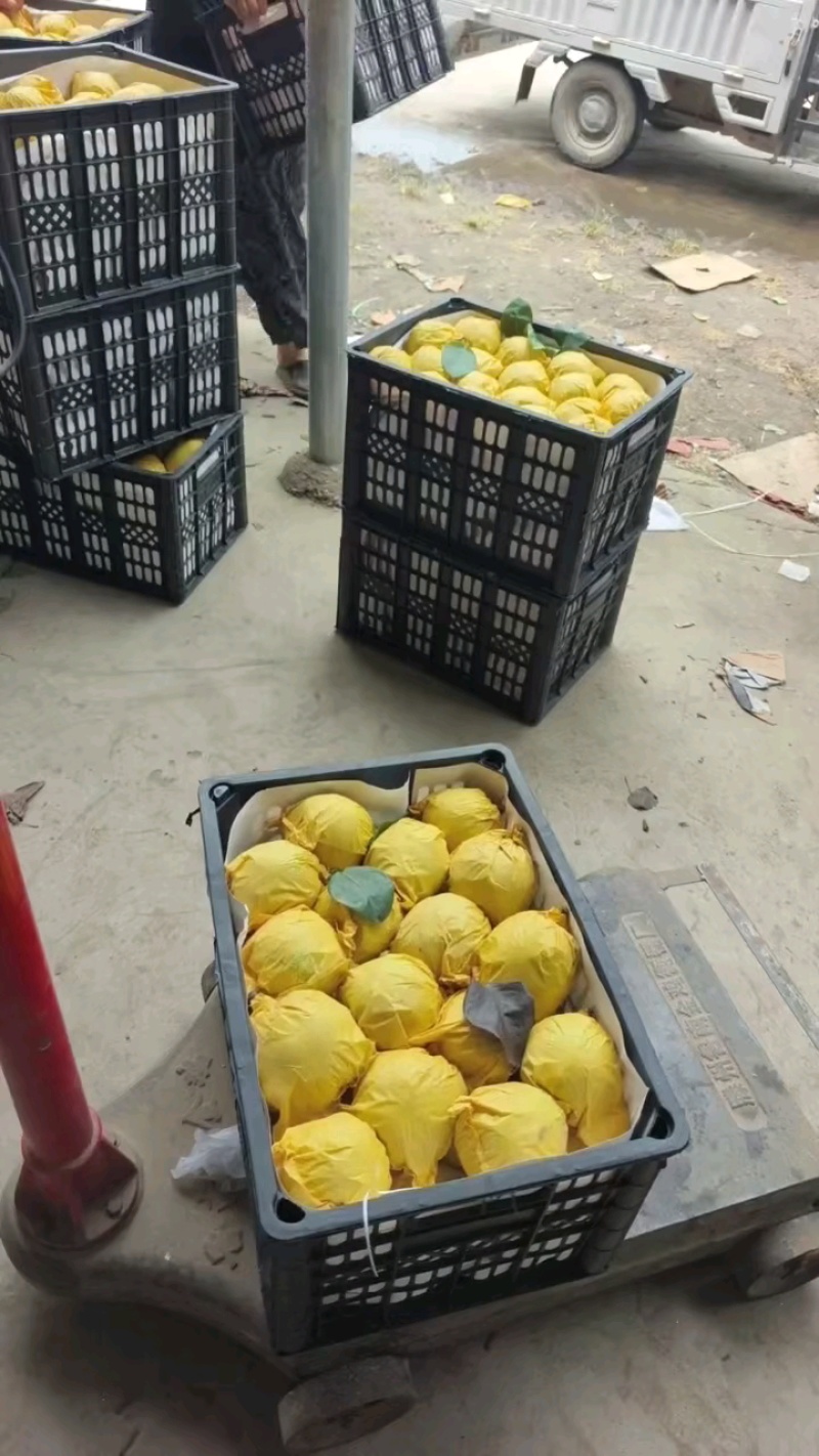 精品翠冠梨6两往上，现摘新鲜全国代发
