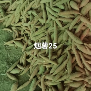 烟薯25小薯3两以下商品红薯精捡包装