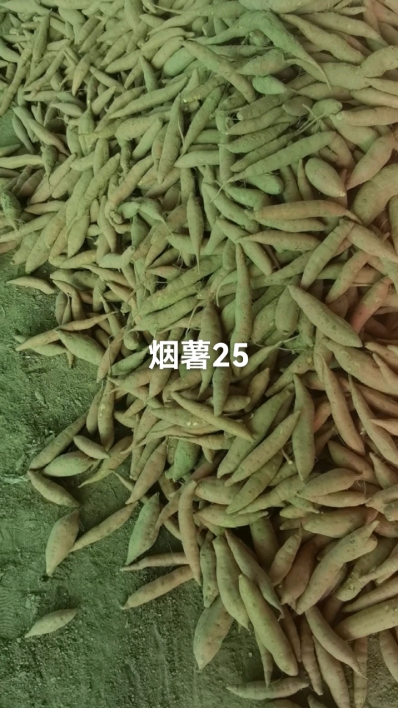 烟薯25小薯3两以下商品红薯精捡包装