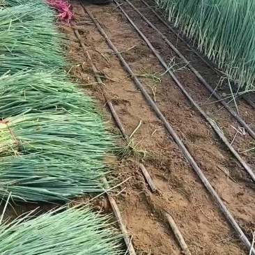 山东铁杆葱苗钢葱苗香葱苗万亩基地假一赔十代育