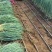 山东铁杆葱苗钢葱苗香葱苗万亩基地假一赔十代育