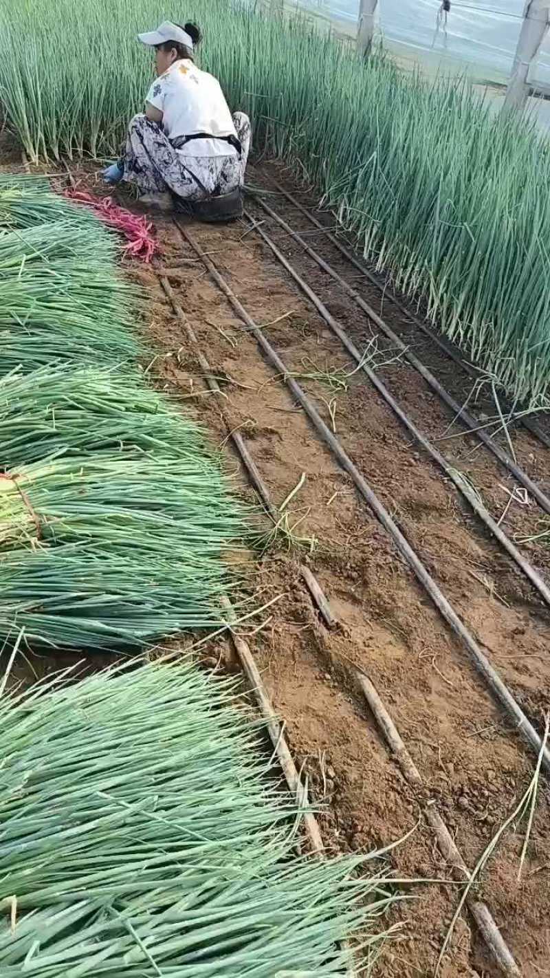 山东铁杆葱苗钢葱苗香葱苗万亩基地假一赔十代育