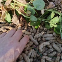 湖北四粒红鲜花生，颗粒饱满，口感甘甜产地直发