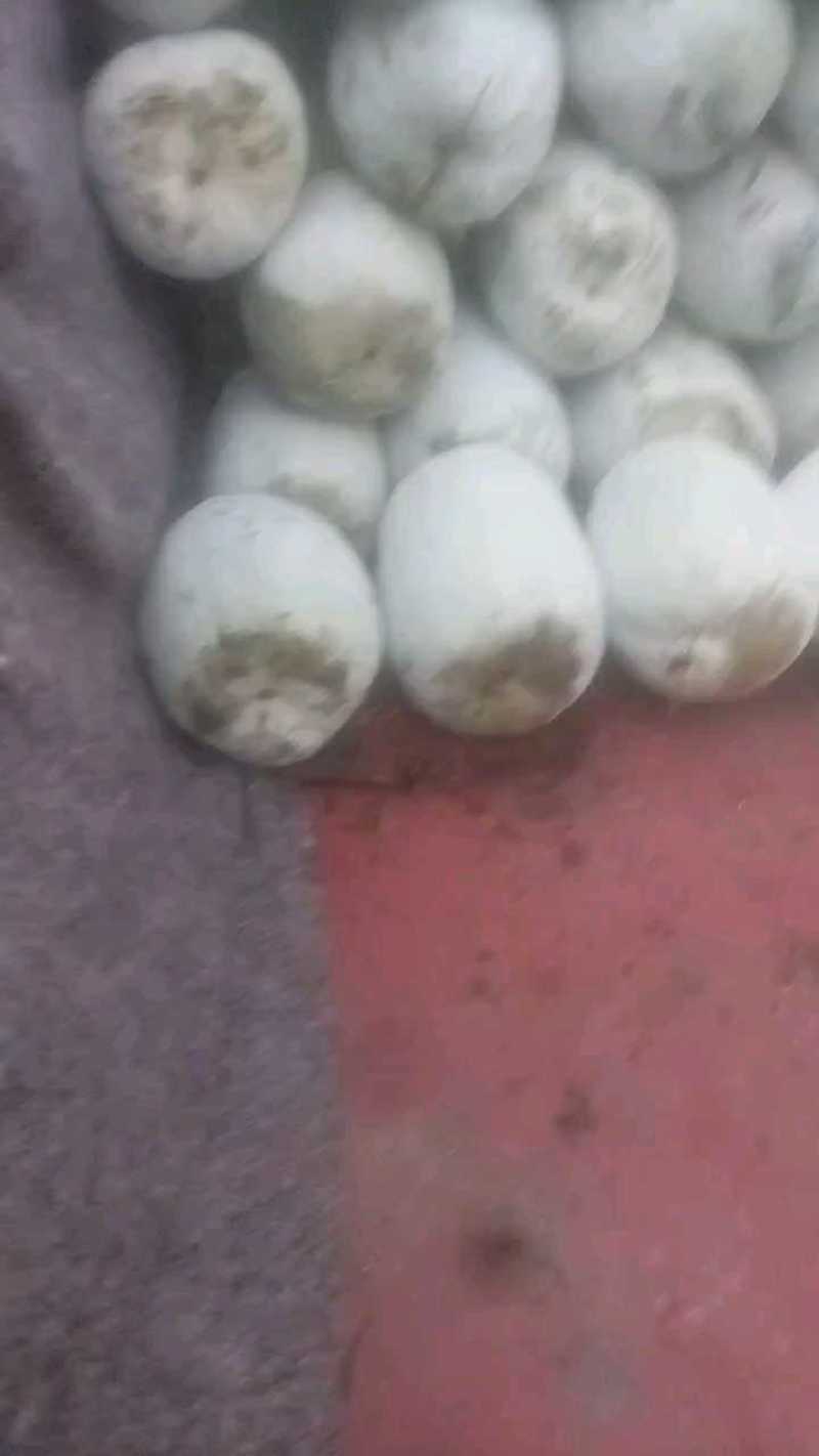 都江堰**大冬瓜，肉厚皮厚，看货