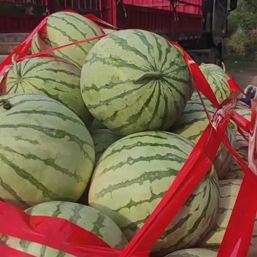 金花无籽，大量供应，质量三包，视频看货，带发全国