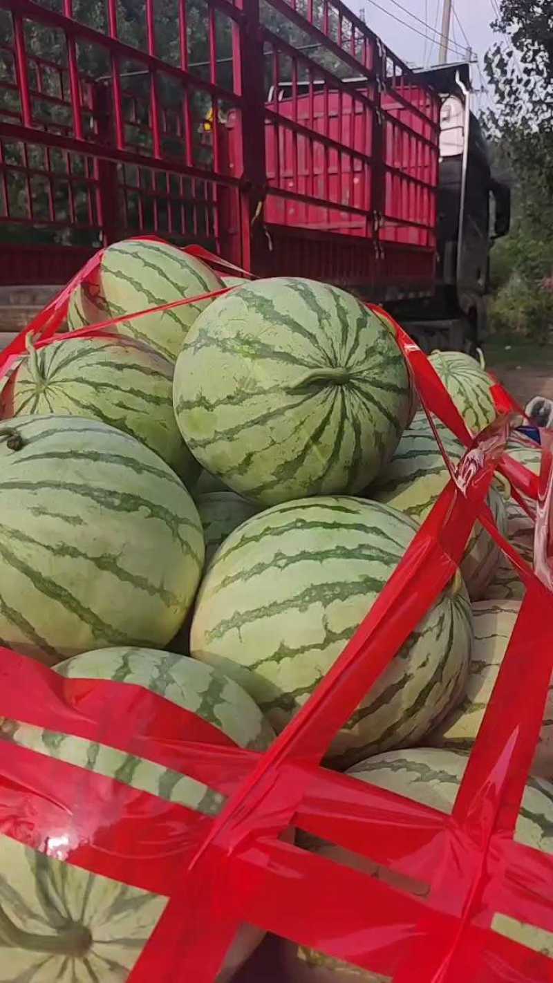 金花无籽，大量供应，质量三包，视频看货，带发全国