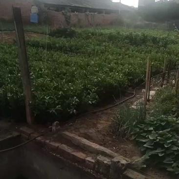 爱媛38号果冻橙果苗，自家苗木基地，大量有货，诚信经营，