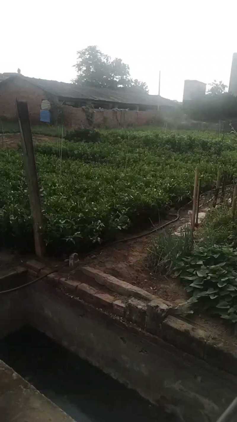 爱媛38号果冻橙果苗，自家苗木基地，大量有货，诚信经营，