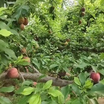三门峡李子，行情降一毛50起步六毛