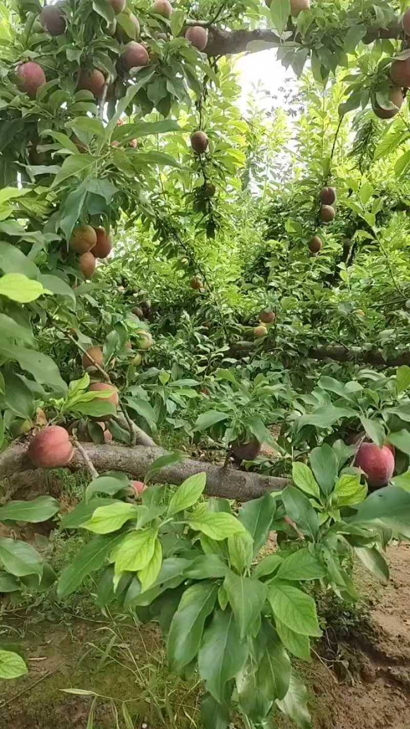 三门峡李子，行情降一毛50起步六毛