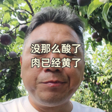 黑总统李子黑宝石李子黑布林李子陕西渭南市临渭区