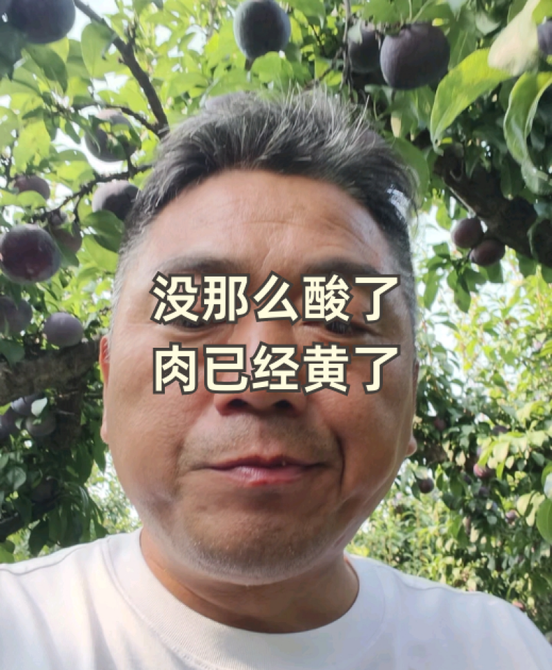 黑总统李子黑宝石李子黑布林李子陕西渭南市临渭区