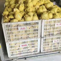 砀山县翠玉梨皇冠梨元黄梨秋月梨，产区鲜果现货，精选装箱