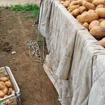荷兰15土豆冷库量大，通货大货装车