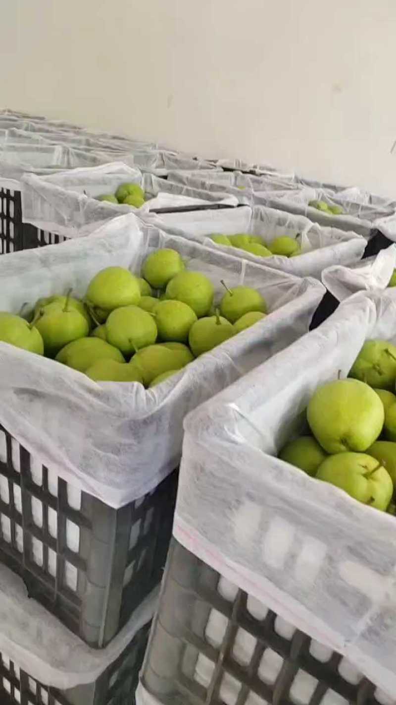 青皮早熟梨早酥梨货源充足质量保证可供商超欢迎联系