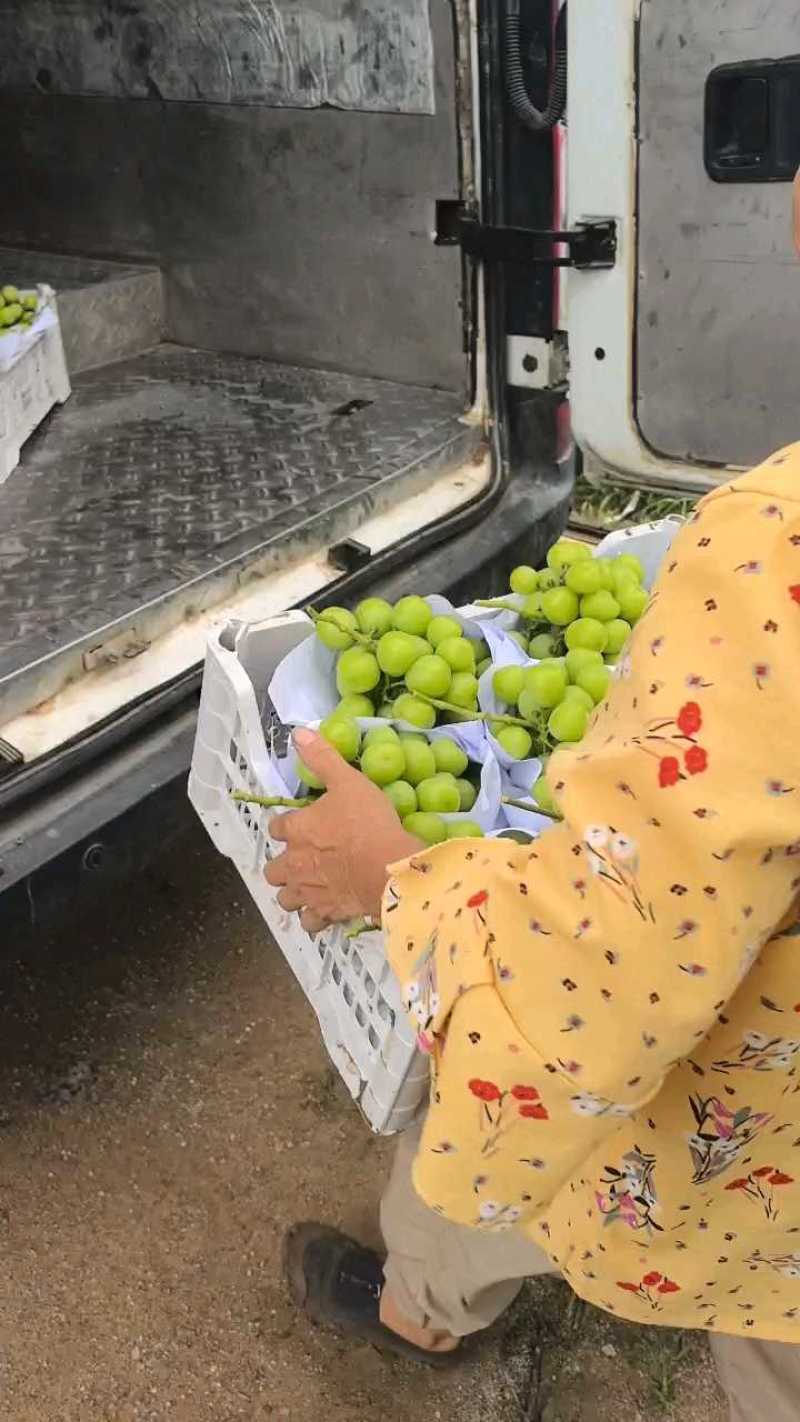 阳光玫瑰大量上市，颗粒随型精品，口感清脆，超甜口味。