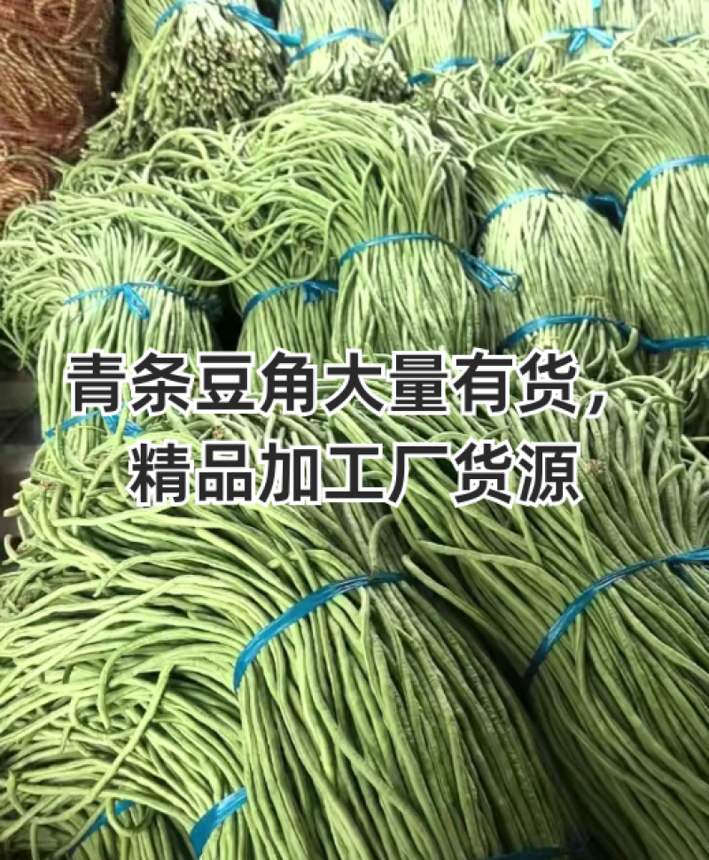 精品豆角水洗打冷协助上车安徽青条豆角大量供应